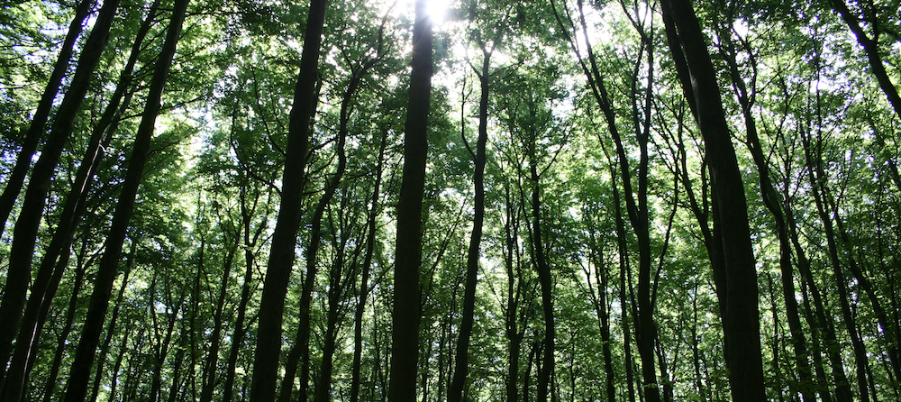 Naturepanel